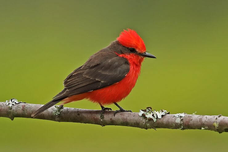 Vermilion Flycatcher