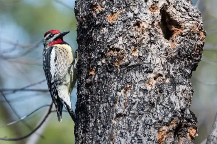 Yellow-Bellied Sapsucker