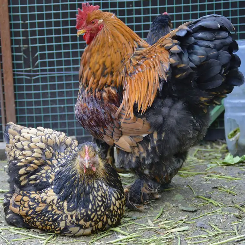 Chicken Breeds With Feathered Feet A Comprehensive Guide