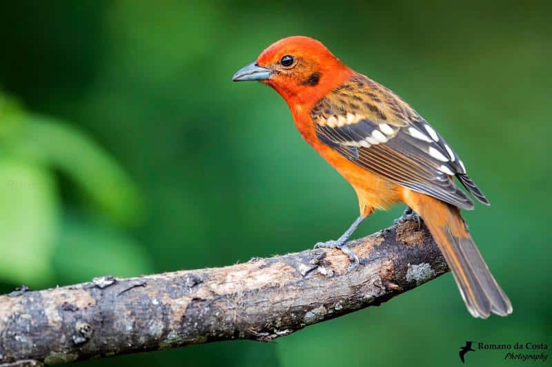 15 Remarkable Birds With Orange Chests With Images