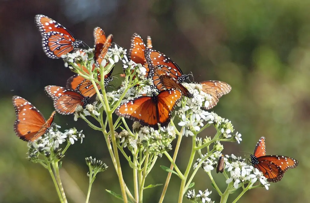 butterflies-flying-together