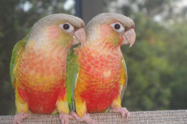 Pineapple Green Cheek Conures | Facts | Personality | Pictures