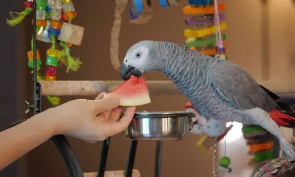 Can Parrots Eat Watermelon? How about seeds?