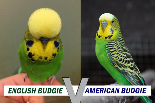 English budgie vs American budgie | Which one is Better?