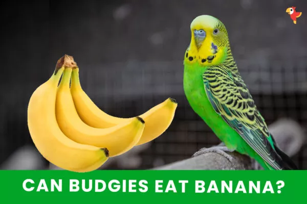 Can budgies eat bananas? [ultimate guide]