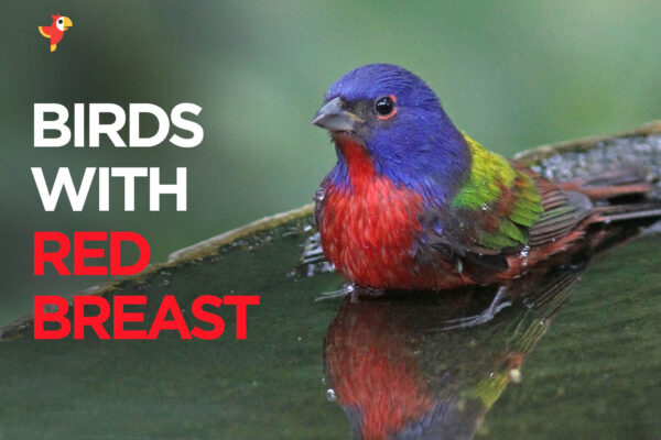 22 Astonishing Birds with Red Breast [With Pictures]