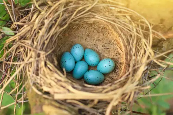 What Birds Lay Blue Eggs? [Complete guide of egg colors]