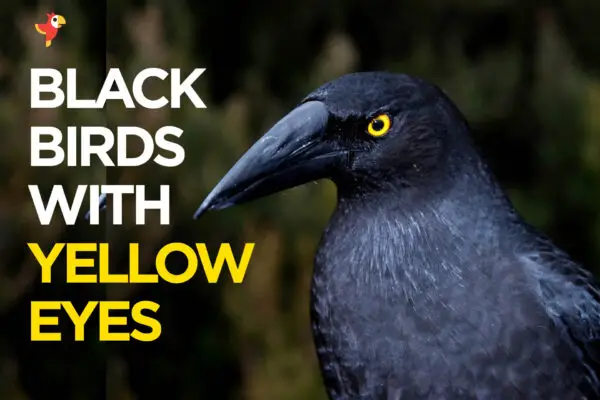 16 Mesmerizing Black Birds with Yellow Eyes [Pictures+IDs]