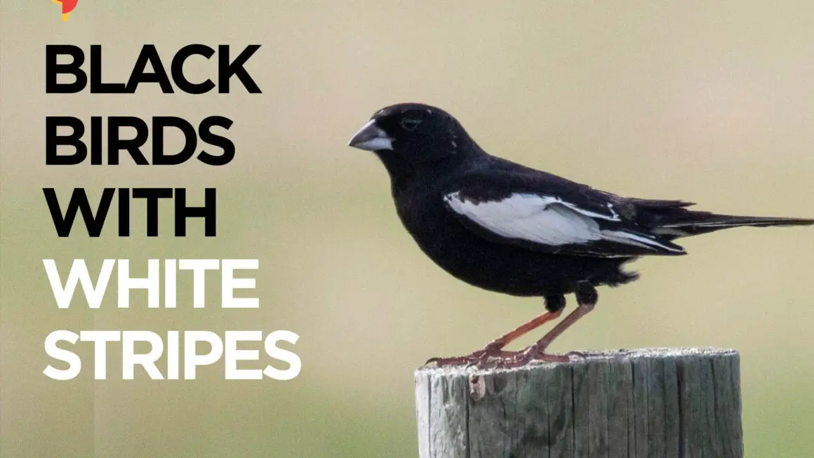 21 Beautiful black birds with white stripes on wings [images + IDs]