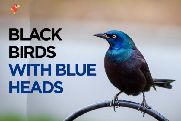 20 beautiful blackbirds with blue heads [With Images]