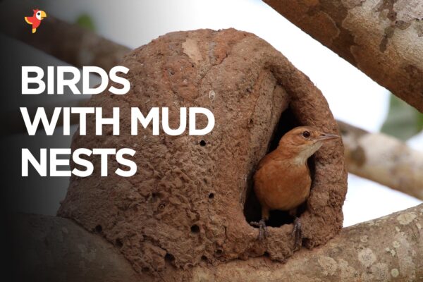 13 birds with mud nests [With Images]