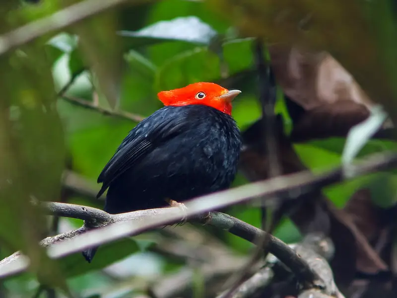 Black Birds with Red Heads
