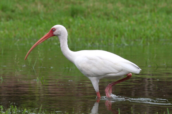 White Birds In Florida With Long Beaks [With Images]