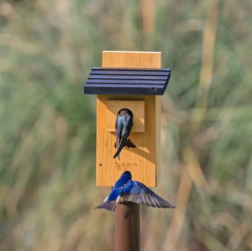 Top 10 Best Birdhouses For Bluebirds [2022]