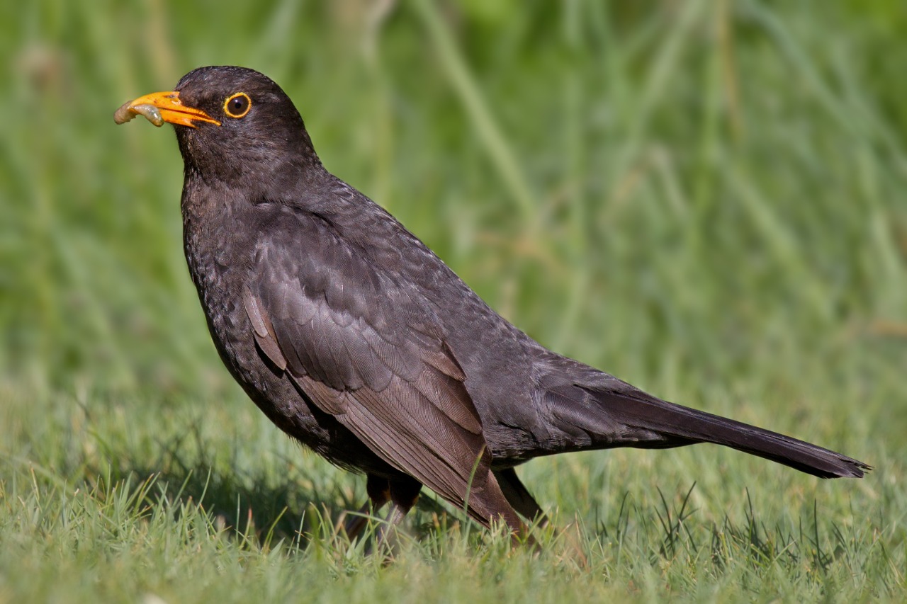 Blackbirds with Orange Beaks