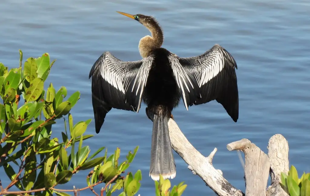 blackbirds in Florida