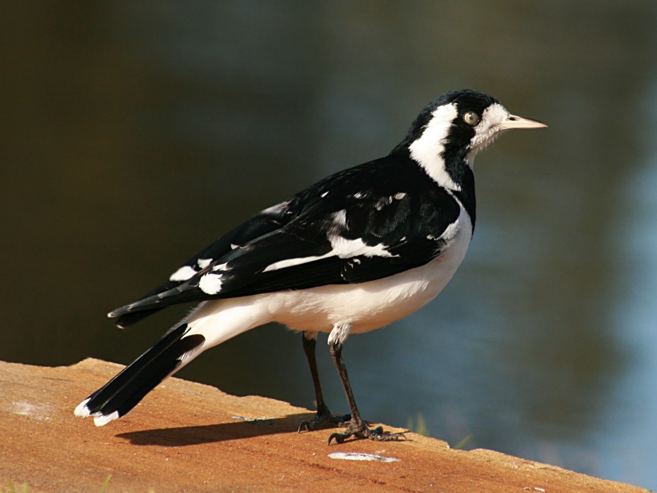 black birds with white stripes on wings