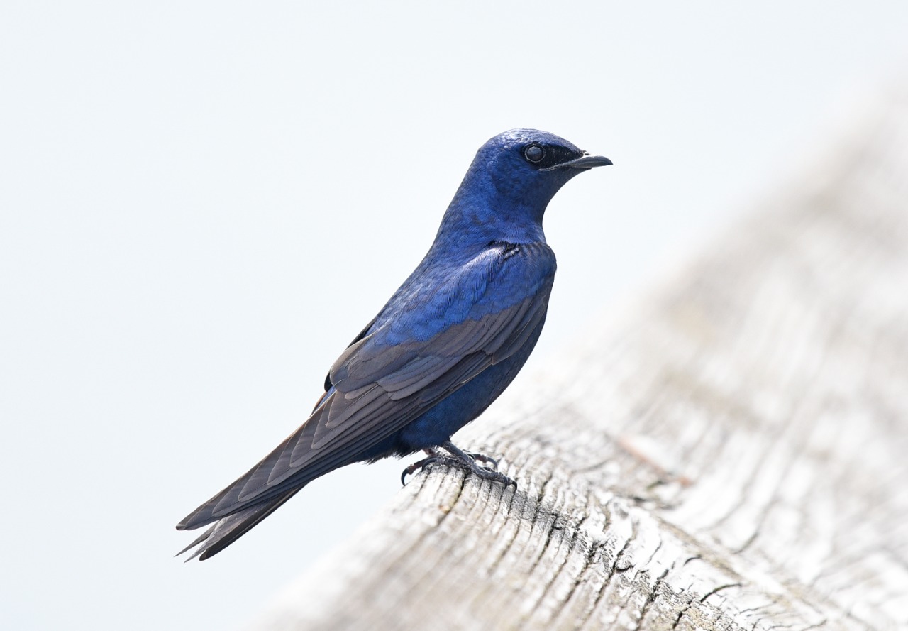 black bird with blue head