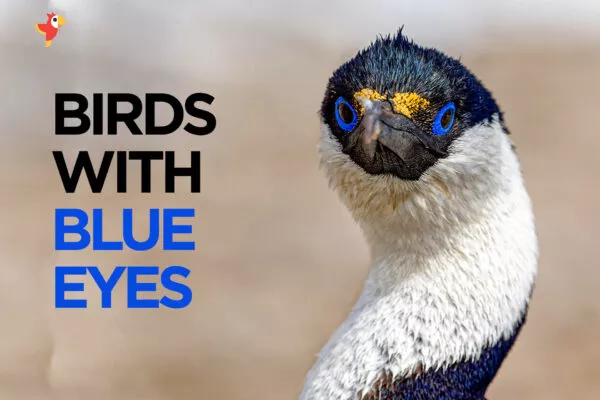 14 Beautiful Birds with Blue Eyes [With Images]