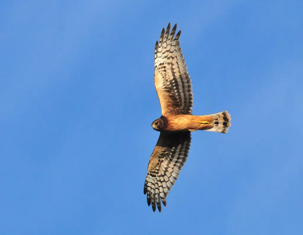 Hawks In Pennsylvania