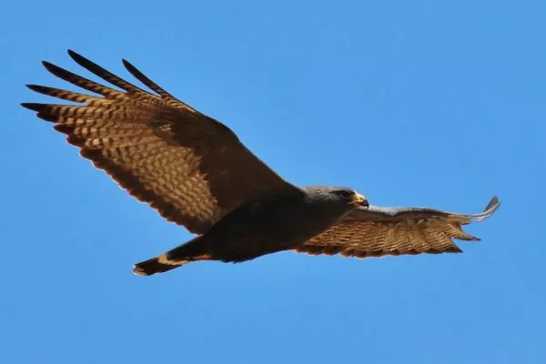 12 Species Of Hawks In Louisiana [Images + Ids]