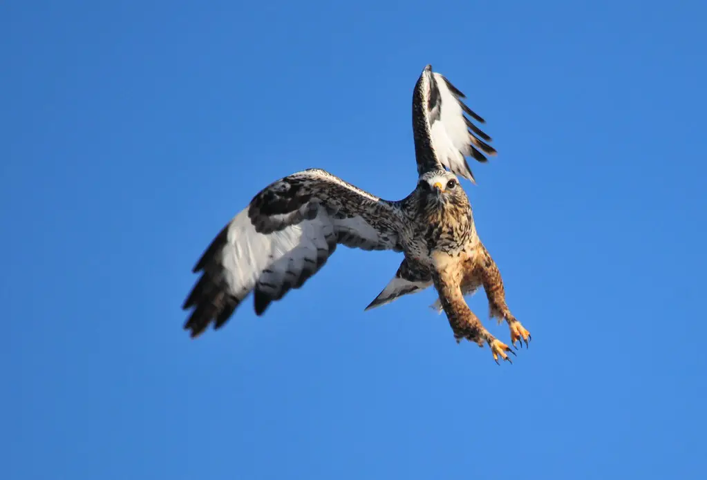 Hawks In Nebraska