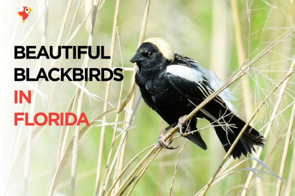 18 Stunning Blackbirds in Florida [Images + IDs]