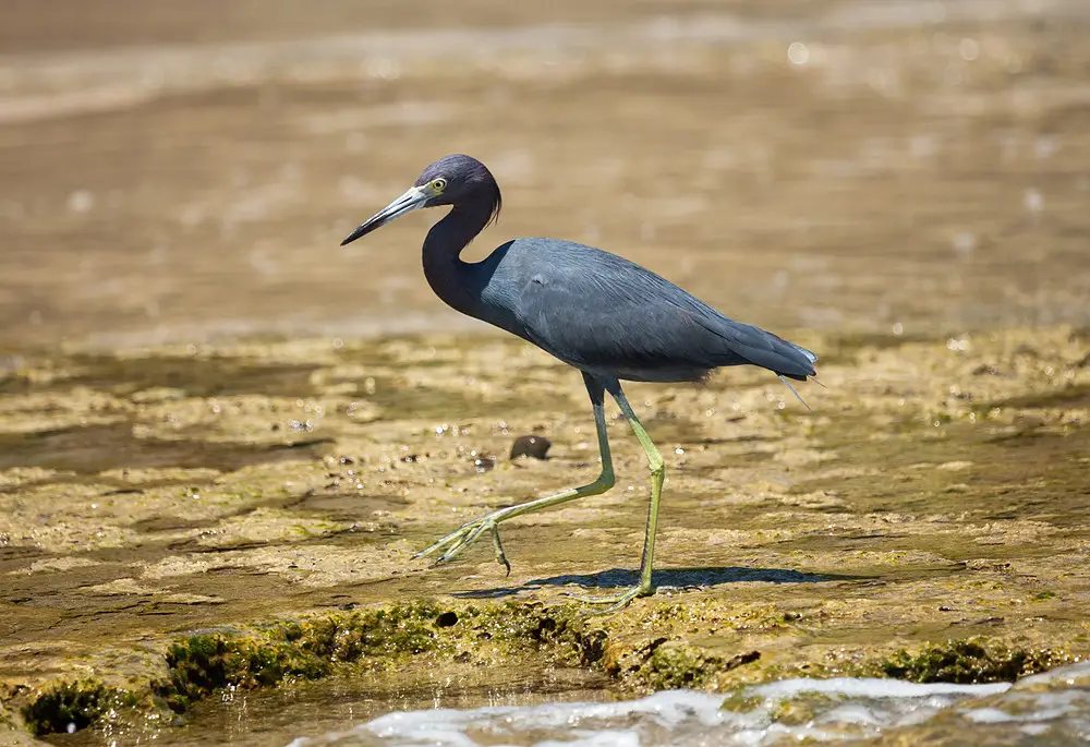 Birds with Long Legs