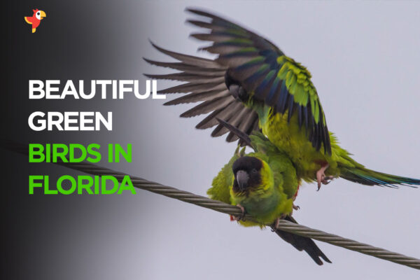 17 Stunning Green Birds In Florida [Images + IDs]