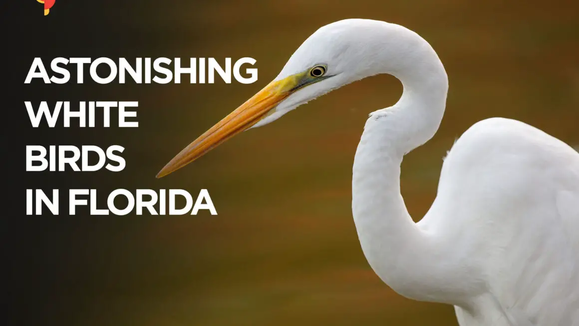 19 Astonishing White birds in Florida [Images + IDs]
