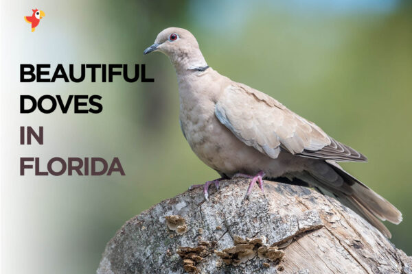 10 Beautiful Doves in Florida [Images + IDs]