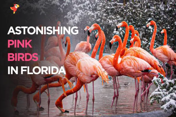 Beautiful Pink Birds In Florida [Images + IDs]