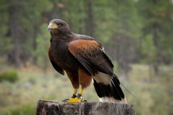13 Species of Hawks In Colorado [Images + Ids]
