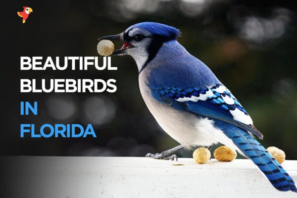 16 Beautiful Bluebirds In Florida [Images + Ids]