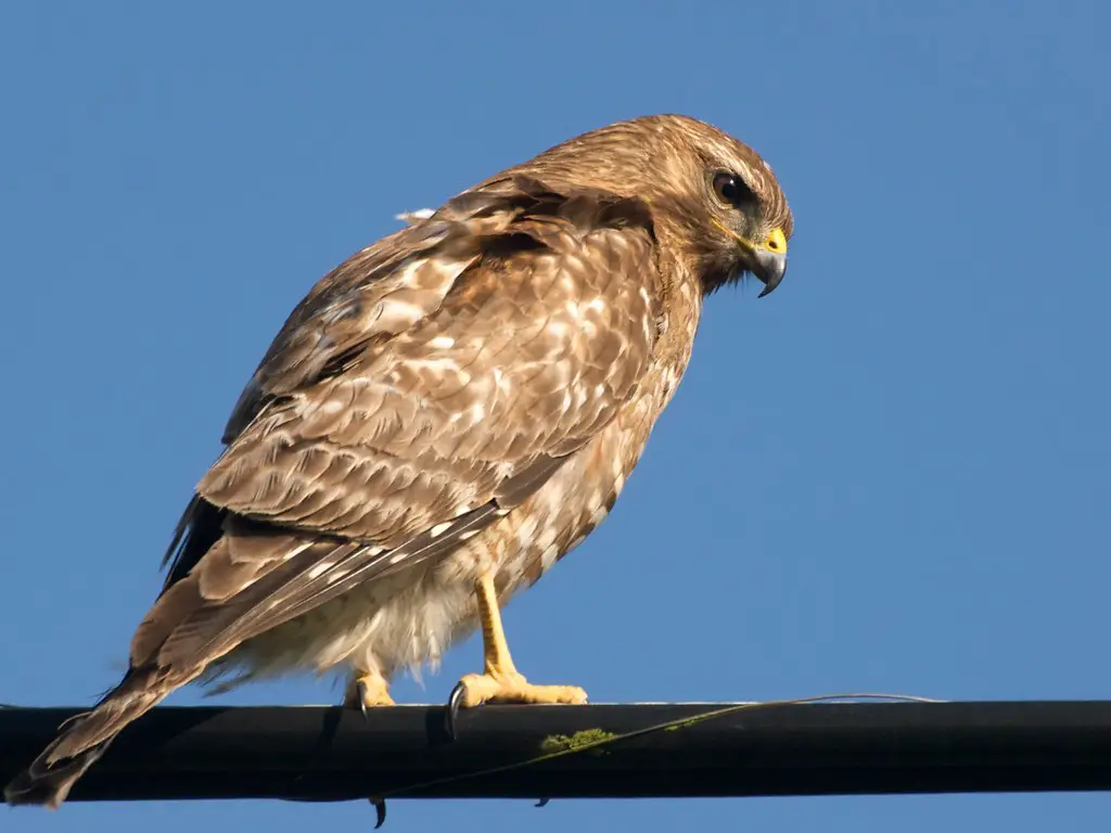 Hawks In Vermont