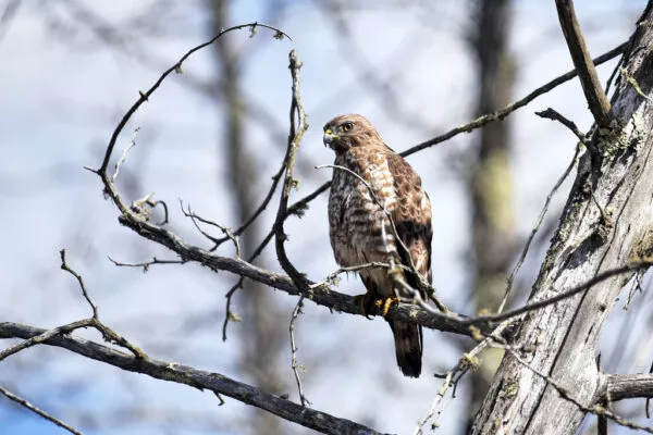 8 Species of Hawks in Indiana [Images + Ids]