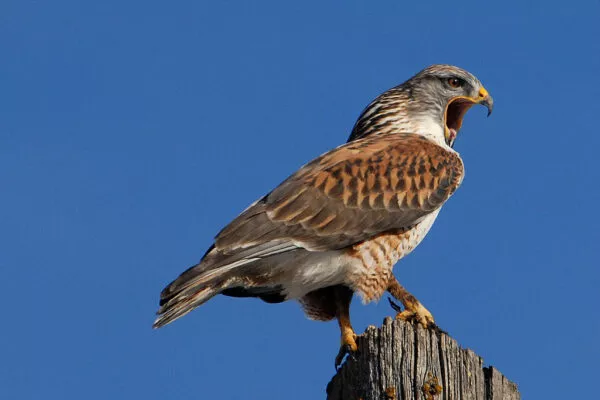 10 Species Of Hawks In Wisconsin [Images + Ids]
