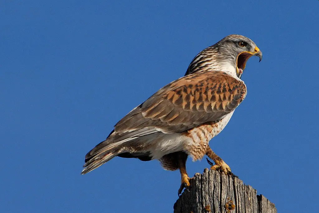 Hawks In Idaho