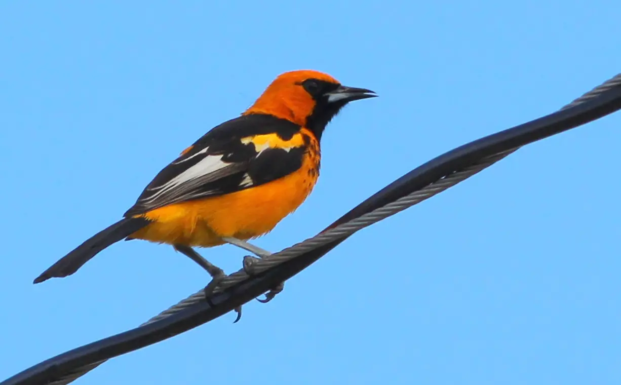 birds with orange chest
