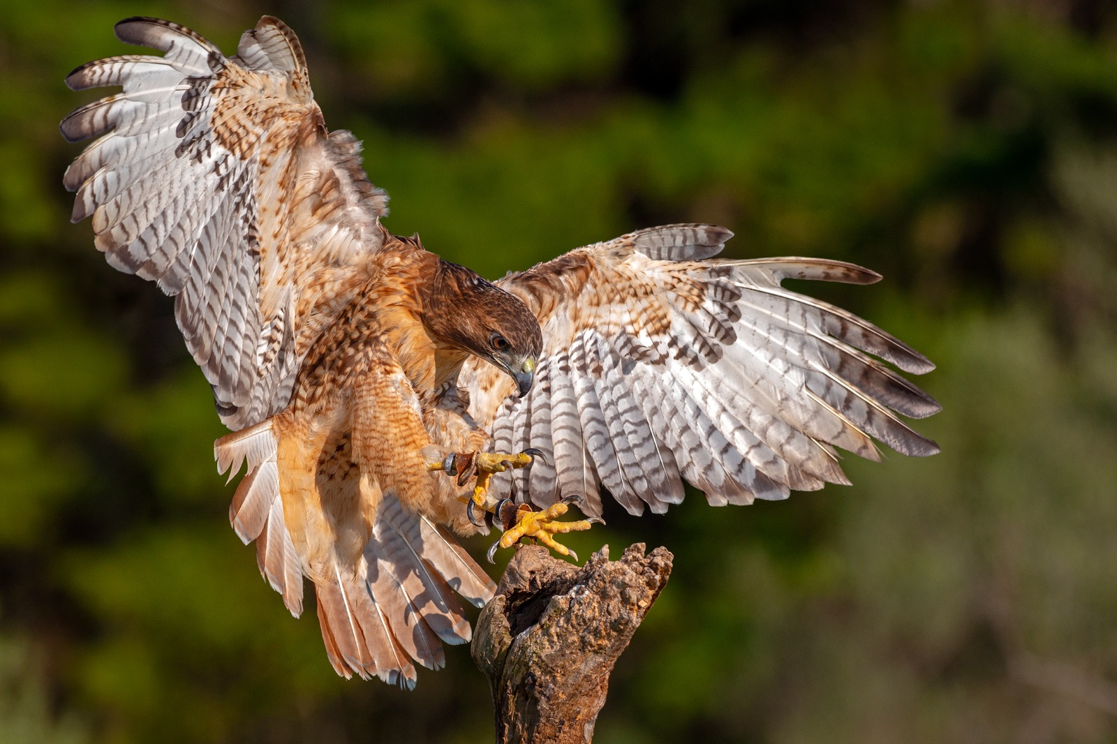 Hawks In South Carolina
