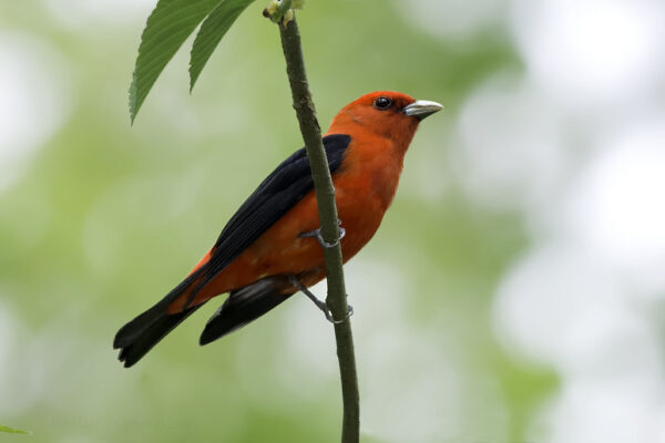 11 Beautiful Red Birds in North Dakota [Images + IDs]