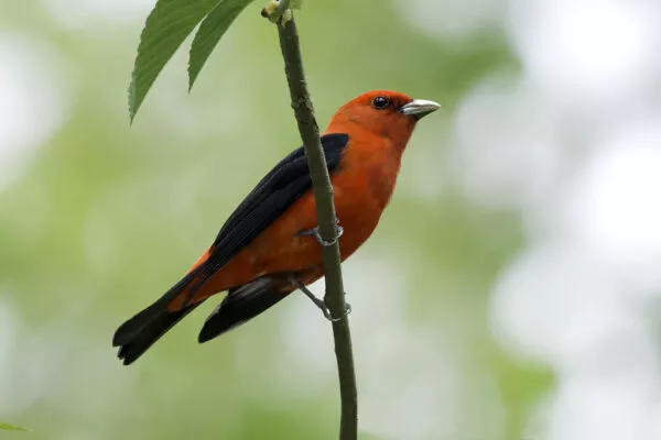 10 Beautiful Red Birds in Arkansas [Images + IDs]