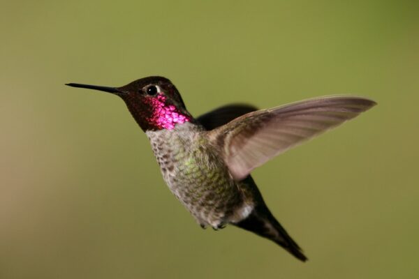 11 Beautiful hummingbirds in Mississippi [Pictures + IDs]