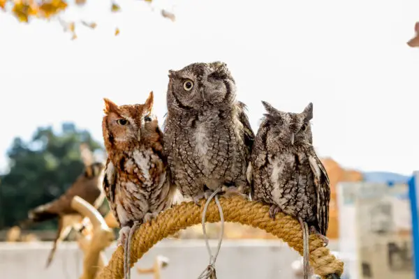 8 Types of Owls in South Carolina [Images + Ids]