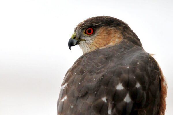 10 Species Of Hawks In Montana [Images + Ids]