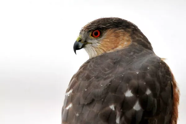 8 Species Of Hawks In New Hampshire [Images + Ids]