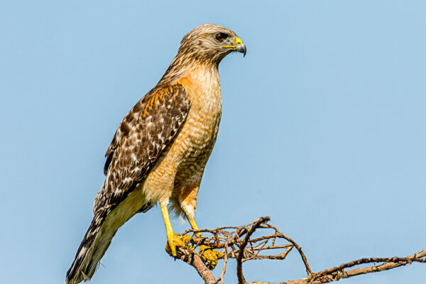 10 Species of Hawks In Arkansas [Images + Ids]