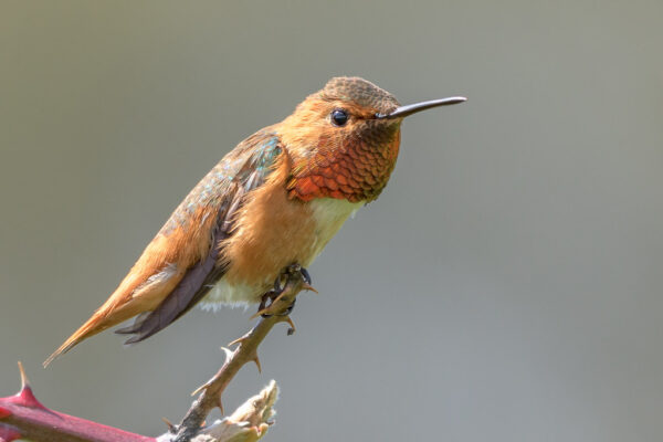10 Beautiful hummingbirds in Kansas [Pictures + IDs]