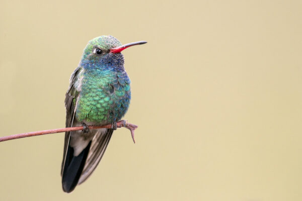 5 Beautiful hummingbirds in North Dakota [Pictures + IDs]