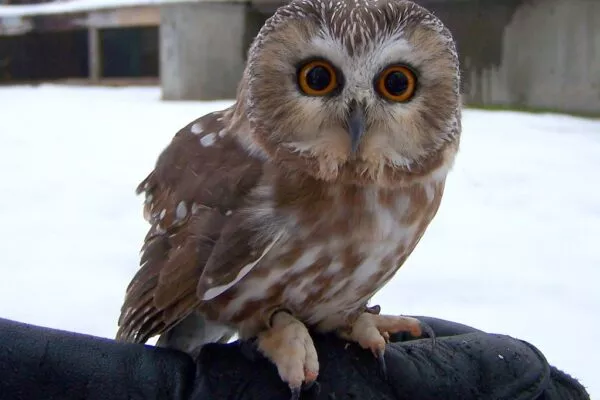 8 Types of Owls in New Hampshire [Images + Ids]